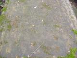 image of grave number 141817